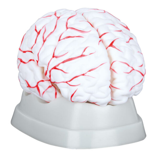 AJU MUDEL VERESOONTEGA